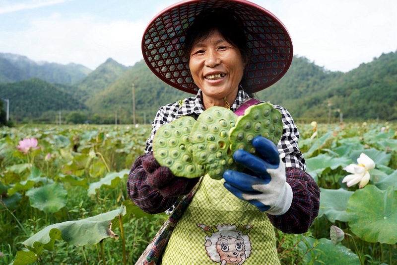 穷困户龚樟英到合作社采摘莲子（曾黄林 摄）.jpg